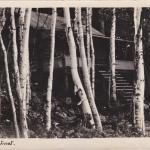 Une photographie en noir et blanc d’un chalet dans les bois.